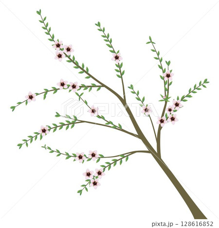 Manuka branch with flowers and leaves on white. Manuka branch with flowers and leaves on white. 128616852