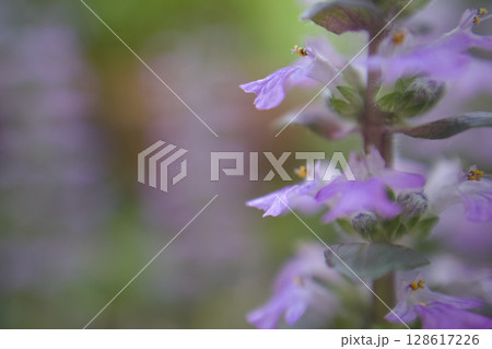 「強い友情」の花言葉を持つアジュガの花。日陰の庭の春の終わりから初夏へ。 「強い友情」の花言葉を持つアジュガの花。日陰の庭の春の終わりから初夏へ。 128617226