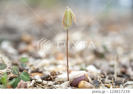 早春の雑木林でドングリから芽生えたコナラ実生 早春の雑木林でドングリから芽生えたコナラ実生 128617239