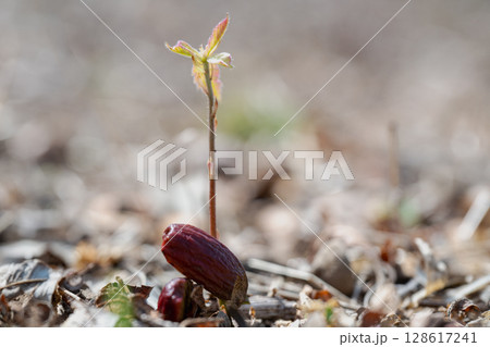 早春の雑木林でドングリから芽生えたコナラ実生 128617241