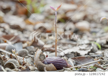 早春の雑木林でドングリから芽生えたコナラ実生 128617242