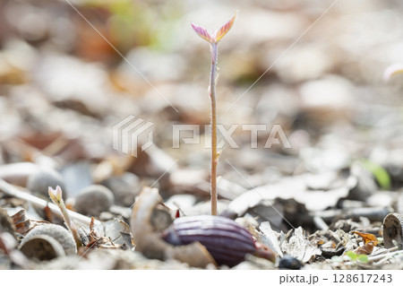 早春の雑木林でドングリから芽生えたコナラ実生 128617243