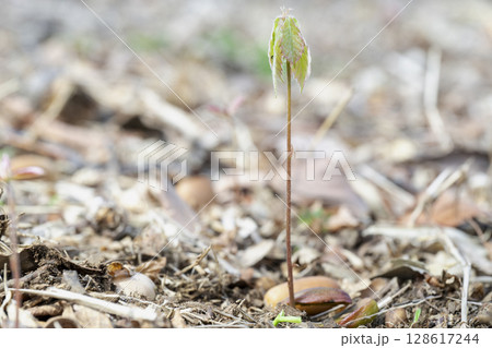 早春の雑木林でドングリから芽生えたコナラ実生 128617244