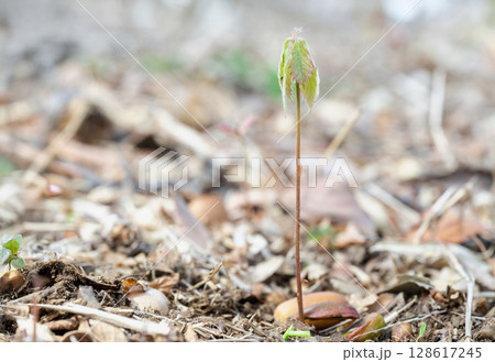早春の雑木林でドングリから芽生えたコナラ実生 128617245