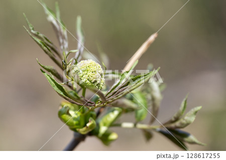 春に芽吹き始めた精霊の宿るニワトコの若葉と蕾 春に芽吹き始めた精霊の宿るニワトコの若葉と蕾 128617255