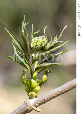 春に芽吹き始めた精霊の宿るニワトコの若葉と蕾 128617257