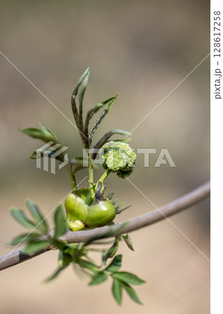 春に芽吹き始めた精霊の宿るニワトコの若葉と蕾 春に芽吹き始めた精霊の宿るニワトコの若葉と蕾 128617258