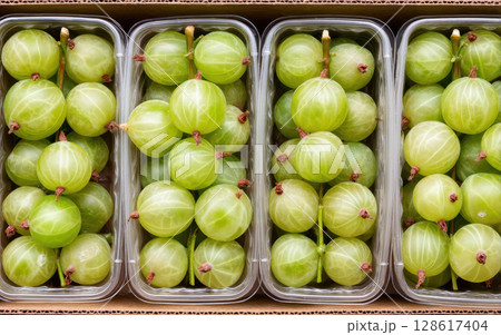 Green gooseberry fruit packed in plastic containers ready for export showing fresh processed agriculture product with natural texture and color 128617404
