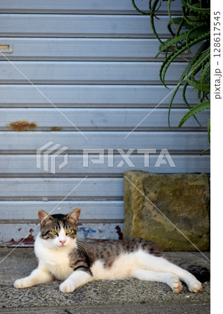 出会った猫 出会った猫 128617545