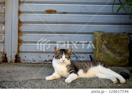 出会った猫 出会った猫 128617546
