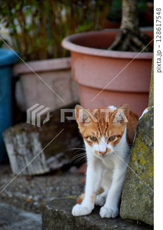 出会った猫 出会った猫 128617548