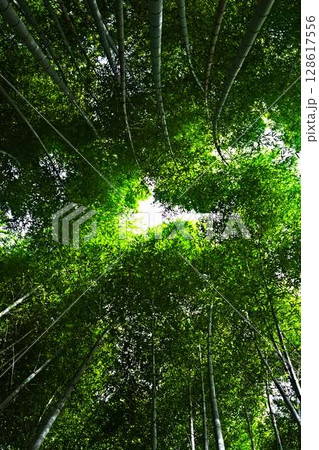 竹林が奏でる朝の音 128617556