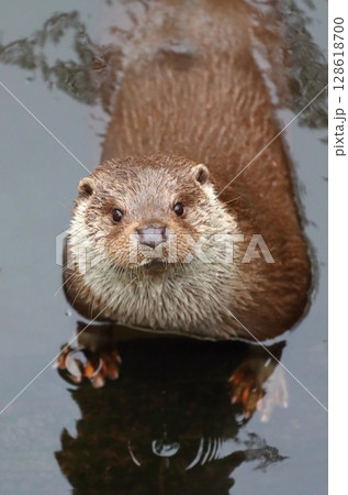 Adorable eurasian otter in autumn 128618700