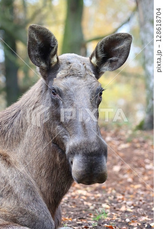 Beautiful eurasian moose in autumn 128618704