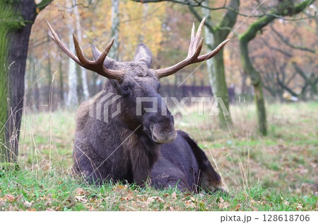 Beautiful eurasian moose in autumn 128618706