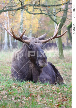 Beautiful eurasian moose in autumn 128618708