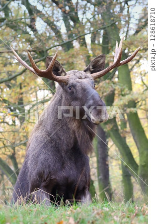 Beautiful eurasian moose in autumn 128618710