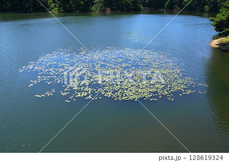 【青森県青森市】野木和湖の浮草 128619324
