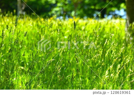 【青森県青森市】野木和公園の雑草 128619361