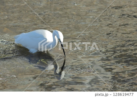 魚を探すコサギと輝く水面 魚を探すコサギと輝く水面 128619477