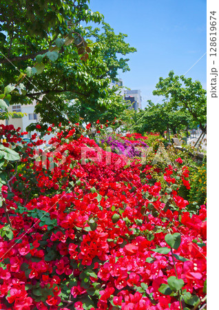 【静岡県/熱海市】糸魚川遊歩道に咲くブーゲンビリア 128619674