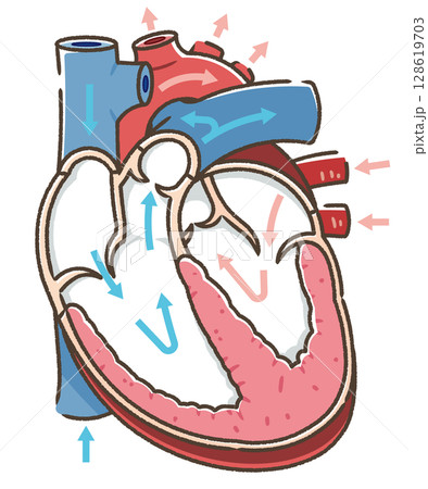 心臓の断面のイラスト Cross section of the heart 128619703