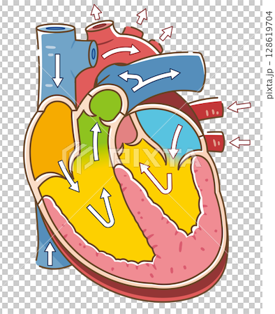 心臟橫切面的插圖 128619704