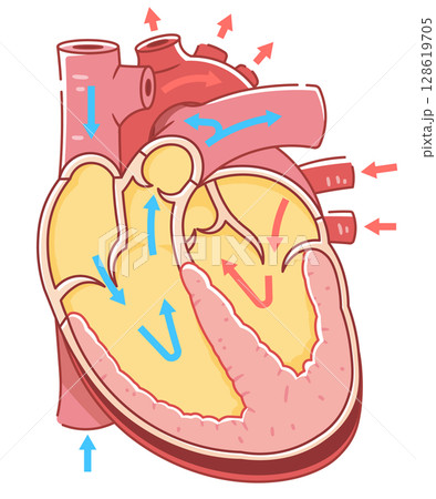 心臓の断面のイラスト Cross section of the heart 128619705
