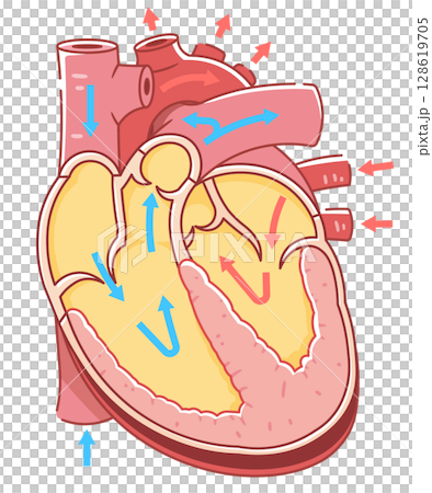 心臓の断面のイラスト Cross section of the heart 128619705