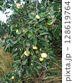 Green  sweet and sour apples hanging on branches in  garden 128619764