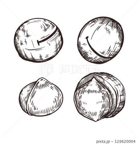 A set of vector illustrations. Macadamia nut, whole nut, shelled nut, inshell nut. Vector illustration hand-drawn with ink. For printing on food packaging, cosmetics, tableware. Vector illustration 128620004