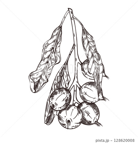 Vector illustration of a branch with macadamia nuts, a branch with leaves and green nuts. All objects are hand-drawn with ink. For printing on fabric, paper, packaging of goods, products. 128620008