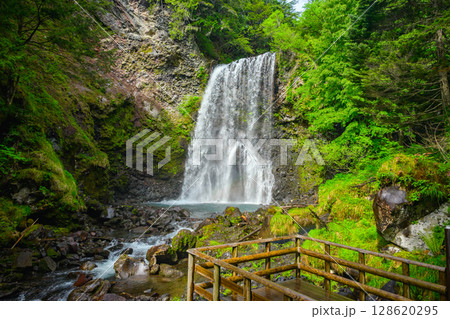 新緑と善五郎の滝【乗鞍高原】 128620295