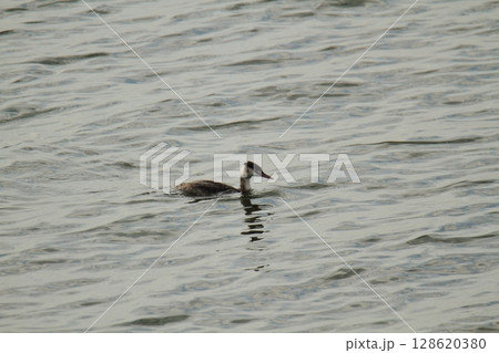 荒尾市 港 野鳥、 荒尾市 港 野鳥、 128620380