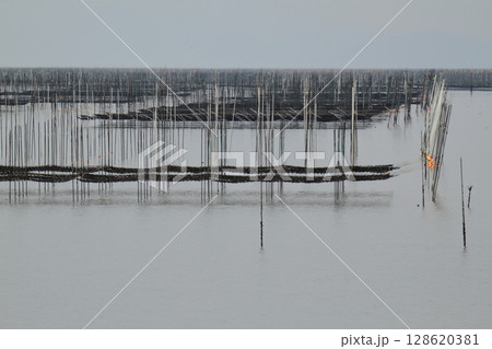 大牟田市　有明海　海苔畑、 128620381