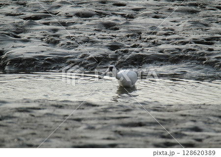 荒尾市 港 野鳥、 荒尾市 港 野鳥、 128620389