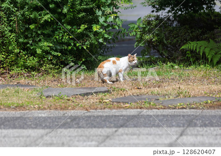 公園の三毛猫 128620407
