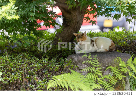 公園の三毛猫 公園の三毛猫 128620411