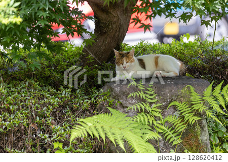 公園の三毛猫 公園の三毛猫 128620412