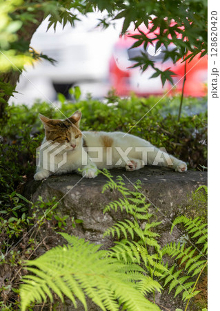 公園の三毛猫 128620420