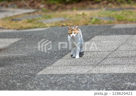 公園の三毛猫 128620421