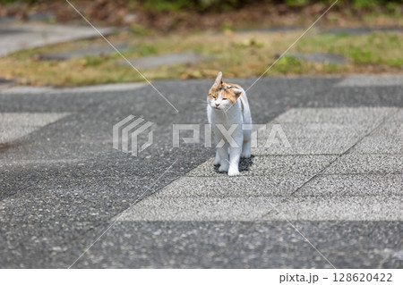 公園の三毛猫 128620422