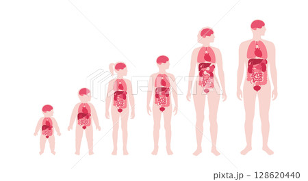 Internal organs in the human body Internal organs in the human body 128620440