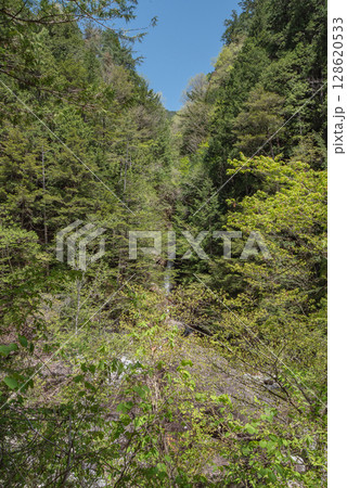 長野阿寺渓谷のトレッキング 128620533