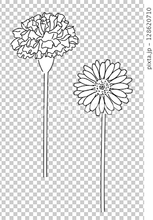 Marigold (calendula) hand-drawn line drawing illustration 07 128620710