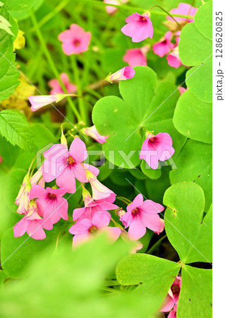 杉沢の沢スギ　ムラサキカタバミ 128620825