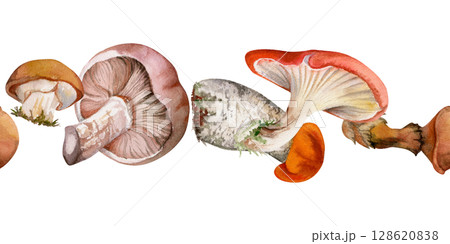 Bolete cep russula suillus mushroom fungi, autumn forest harvest, edible raw ingredient for vegan cooking. Seamless banner header hand drawn in watercolor. Menu list accents, farmers market wrapping Bolete cep russula suillus mushroom fungi, autumn forest harvest, edible raw ingredient for vegan cooking. Seamless banner header hand drawn in watercolor. Menu list accents, farmers market wrapping 128620838
