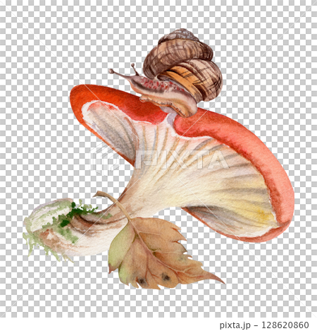 Russula cortinarius webcap mushroom, crawling snail on cap, fallen autumn leaf. Forest floor, backyard garden scene. Fungi natural illustration hand drawn in watercolor. Herbarium, foraging journals 128620860