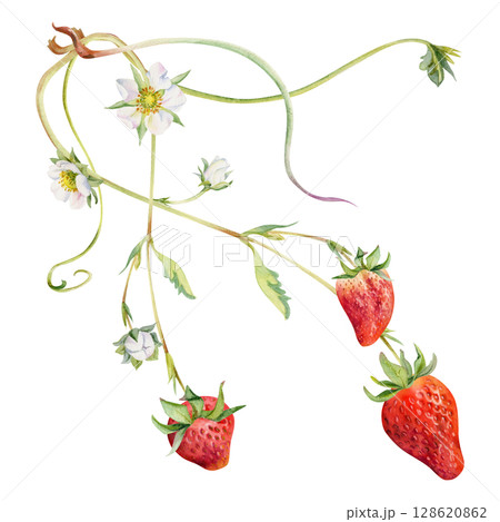 Strawberry on stems with flowers leaves vines tendrils, growing ripe garden berry pineberry strasberry. Isolated botanical hand drawn watercolor illustration. Farmers market, eco gardening calendar Strawberry on stems with flowers leaves vines tendrils, growing ripe garden berry pineberry strasberry. Isolated botanical hand drawn watercolor illustration. Farmers market, eco gardening calendar 128620862