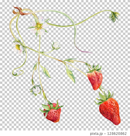 Strawberry on stems with flowers leaves vines tendrils, growing ripe garden berry pineberry strasberry. Isolated botanical hand drawn watercolor illustration. Farmers market, eco gardening calendar Strawberry on stems with flowers leaves vines tendrils, growing ripe garden berry pineberry strasberry. Isolated botanical hand drawn watercolor illustration. Farmers market, eco gardening calendar 128620862